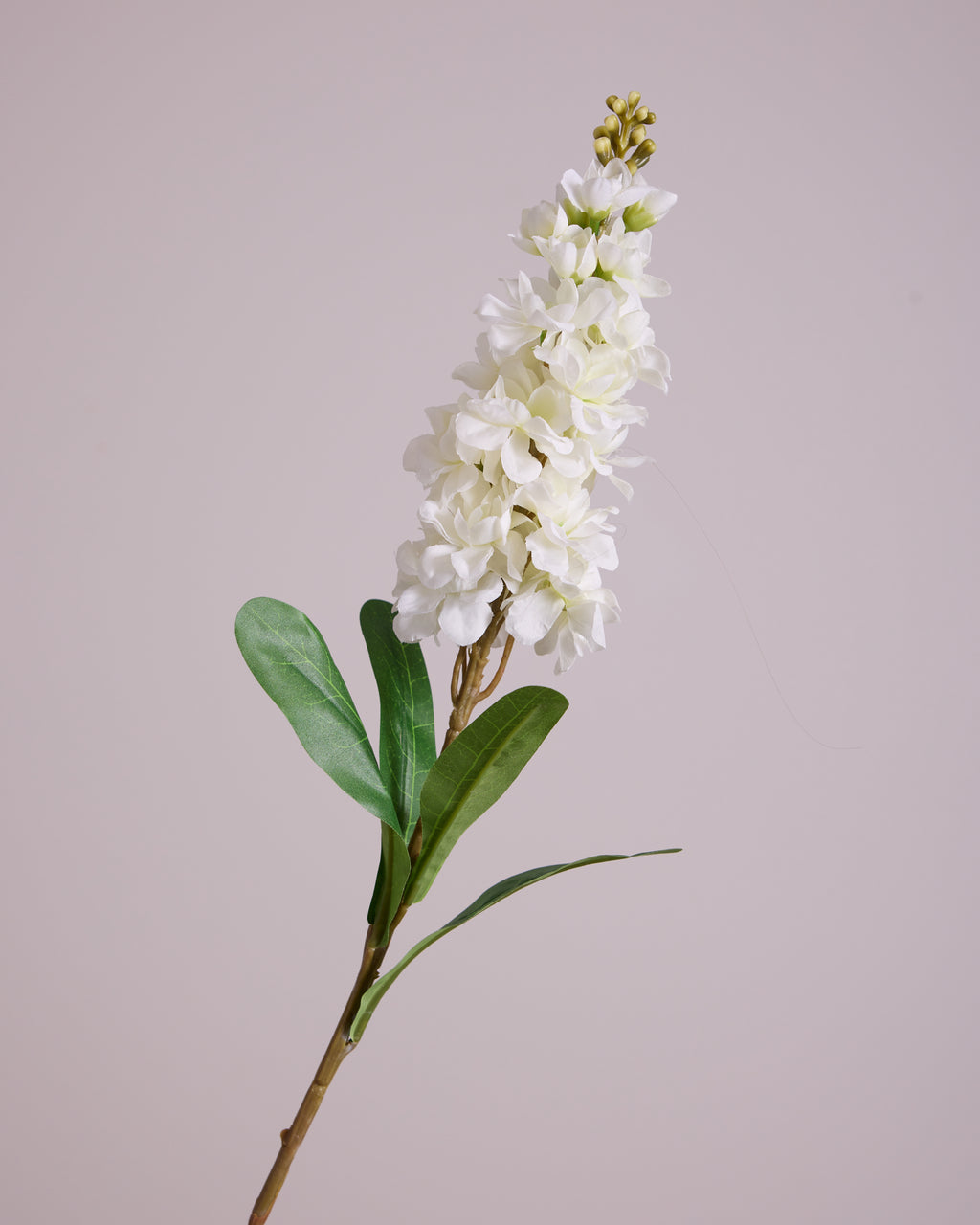 DELPHINIUM IN WHITE