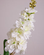DELPHINIUM IN WHITE