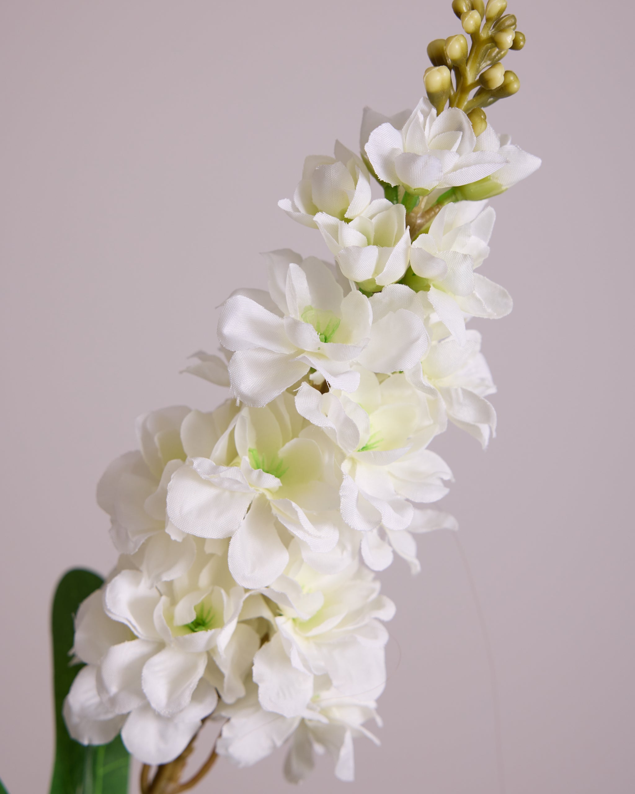 DELPHINIUM IN WHITE
