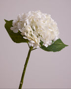 HYDRANGEA IN WHITE