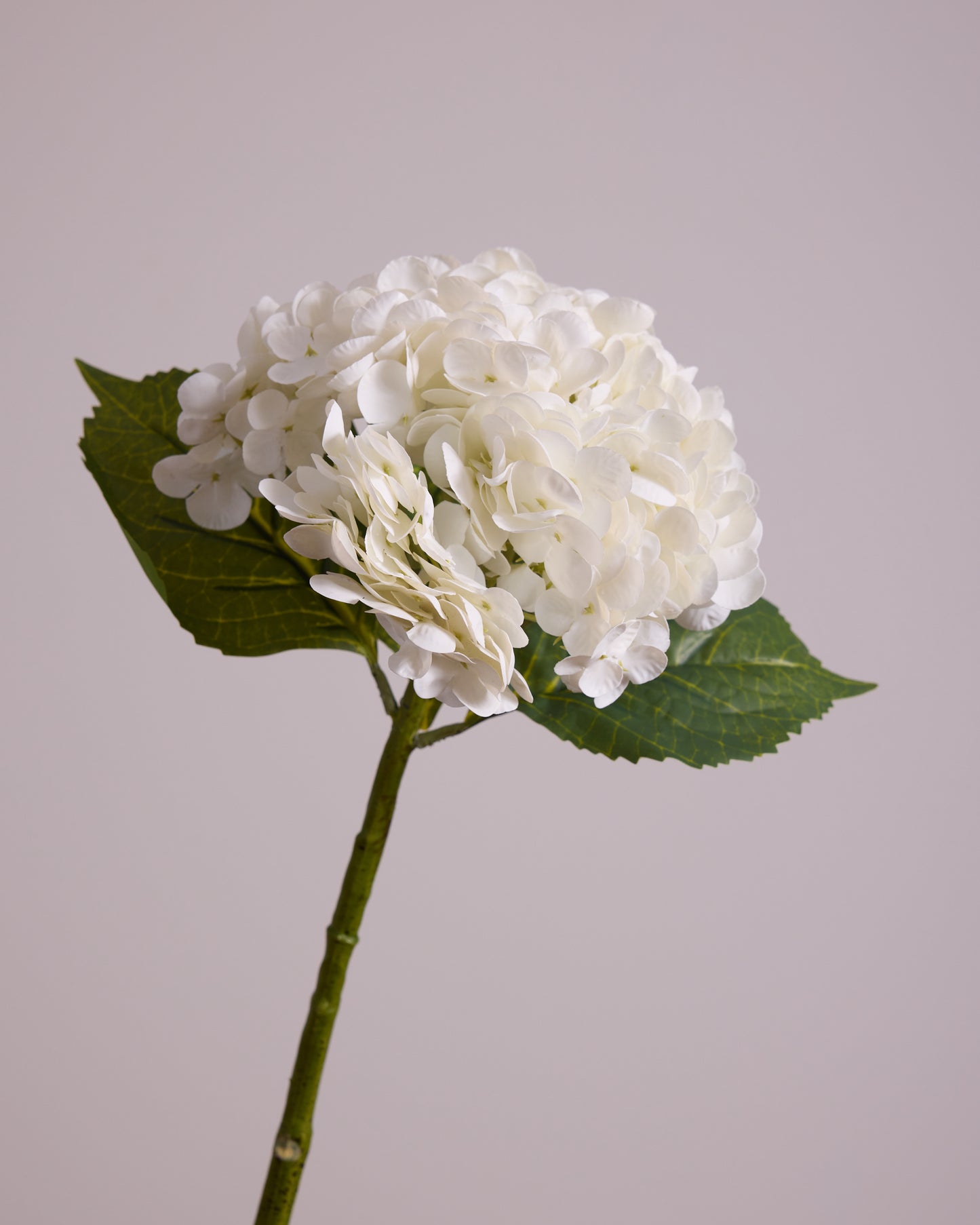 WHITE HYDRANGEA