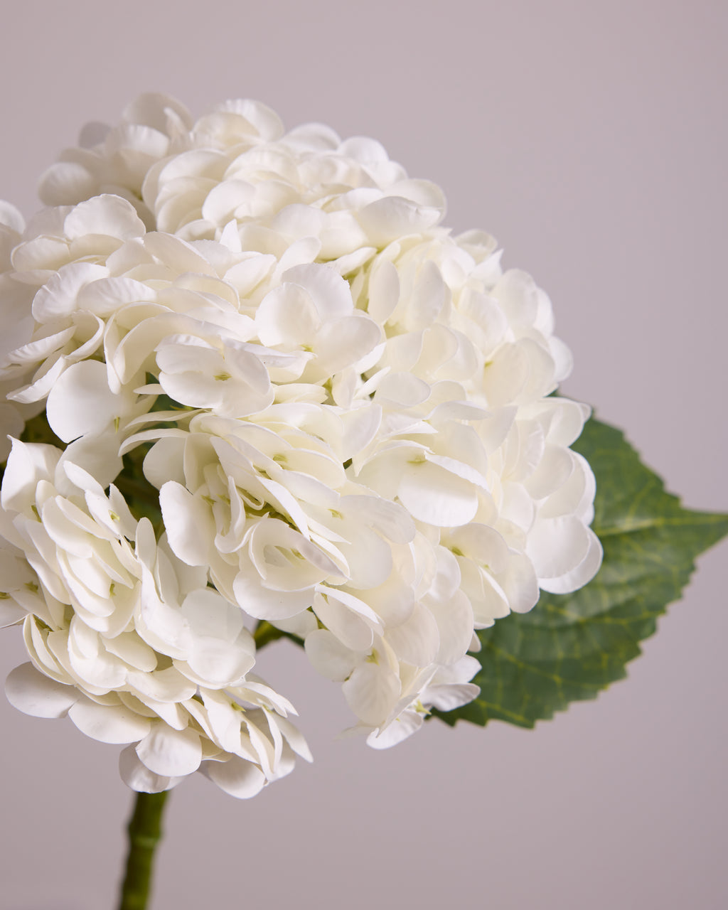 HYDRANGEA IN WHITE