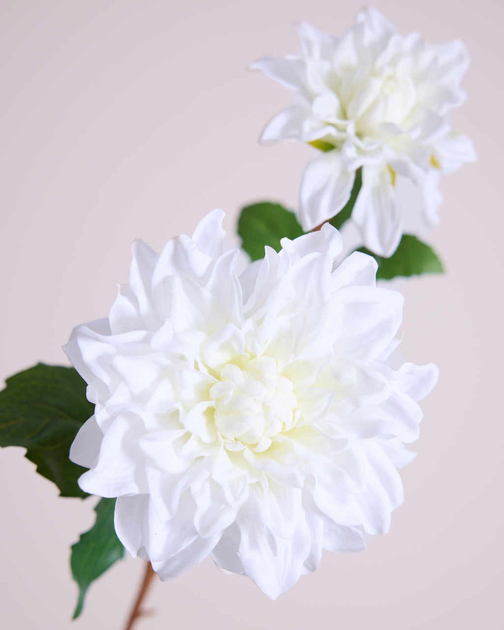 DAHLIA DUO IN WHITE