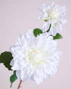 DAHLIA DUO IN WHITE