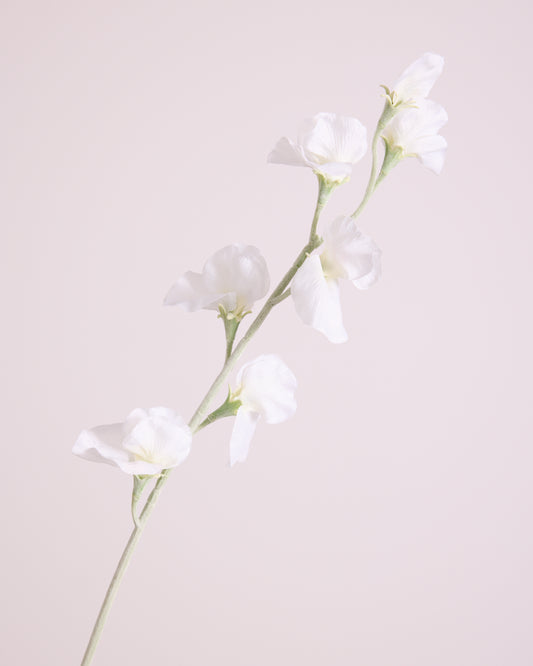 DELICATE SWEETPEA SPRAY IN WHITE