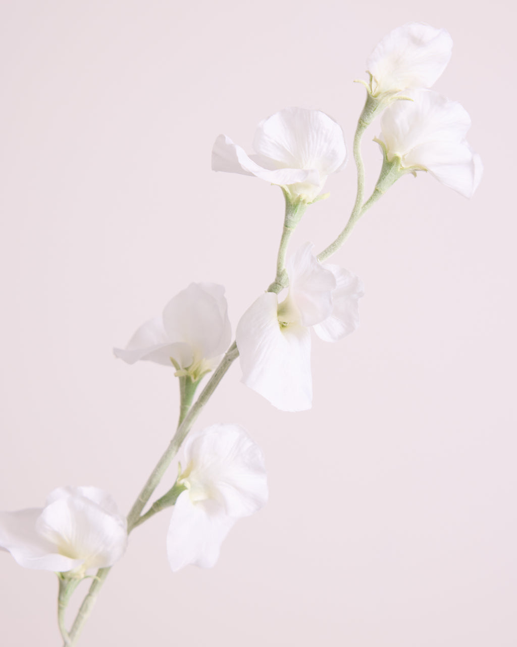DELICATE SWEETPEA SPRAY IN WHITE