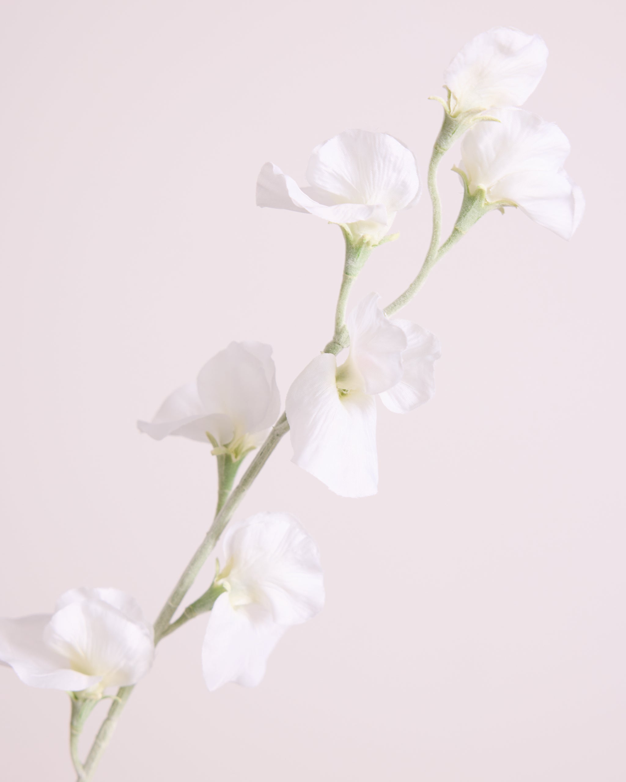 DELICATE SWEETPEA SPRAY IN WHITE