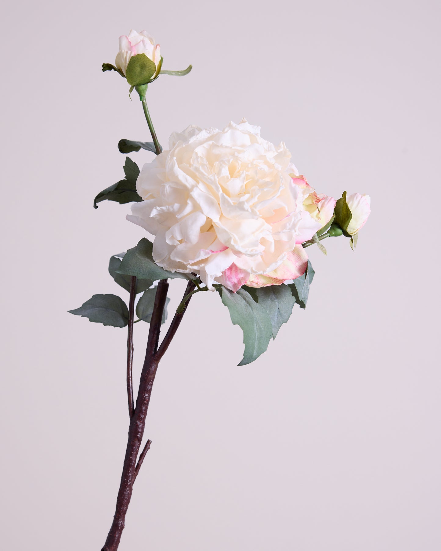 VINTAGE ROSE IN CREAM