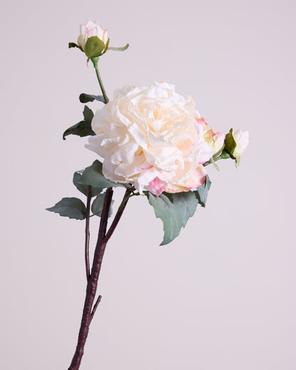 VINTAGE ROSE IN CREAM