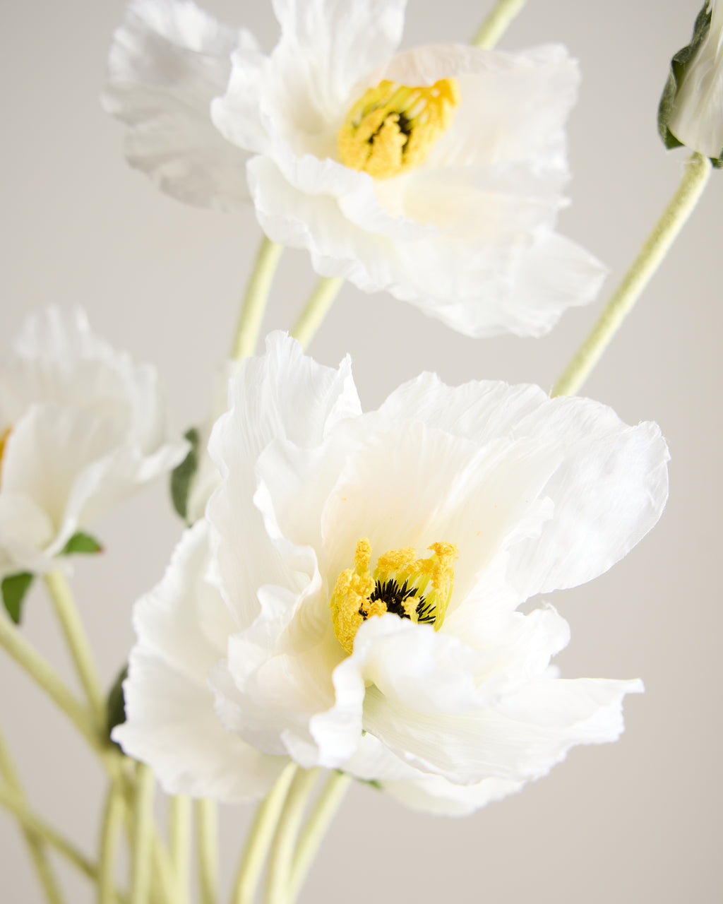 XL DAISY IN WHITE