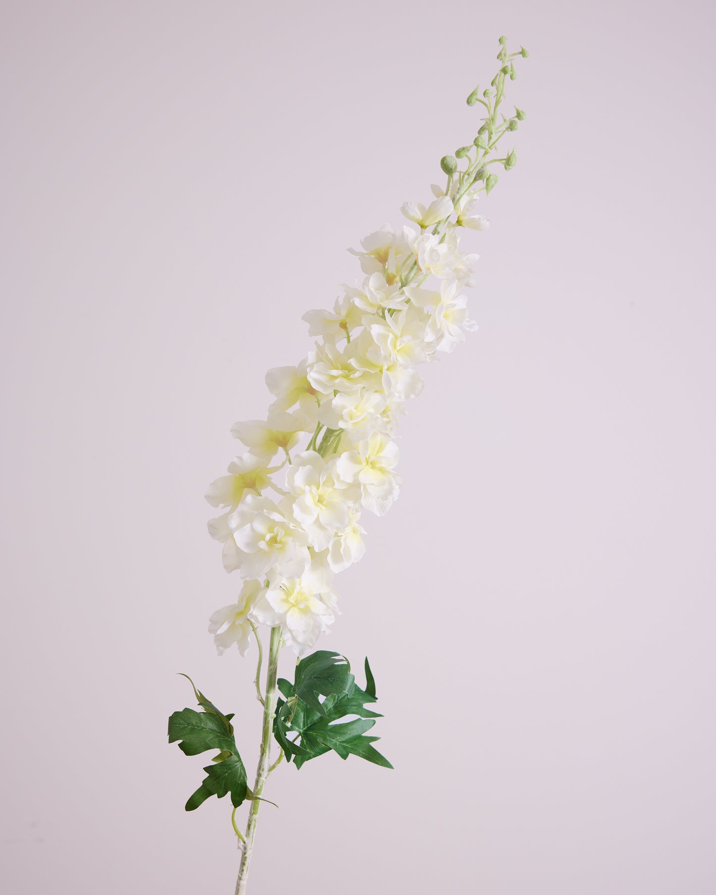 XL WHITE DELPHINIUM