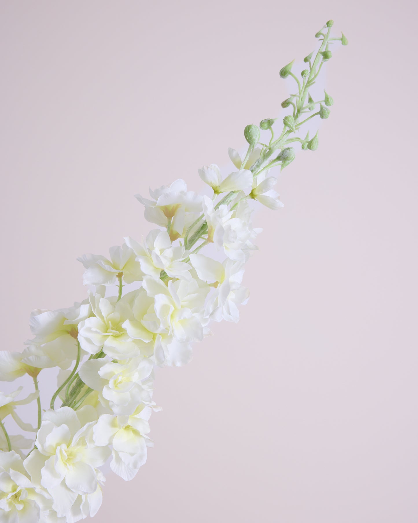 XL WHITE DELPHINIUM