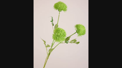 GREEN DIANTHUS