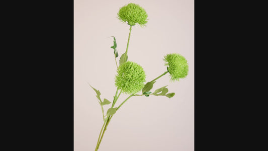 GREEN DIANTHUS