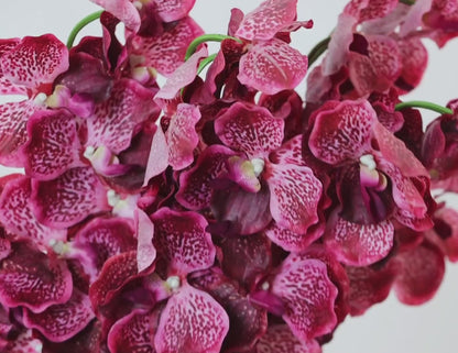 LUXURY REAL TOUCH ORCHIDS HOT PINK