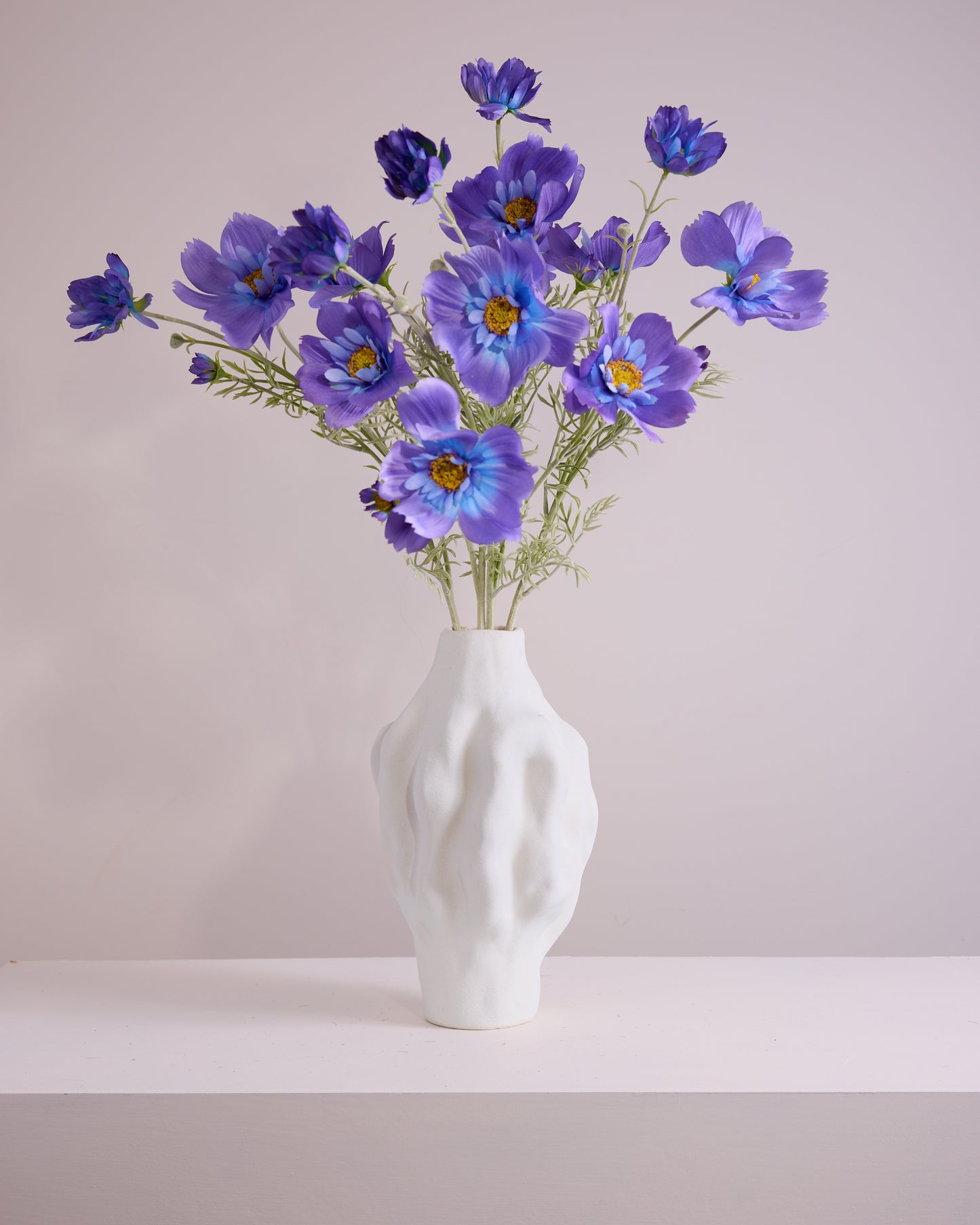 PURPLE AND BLUE COSMOS