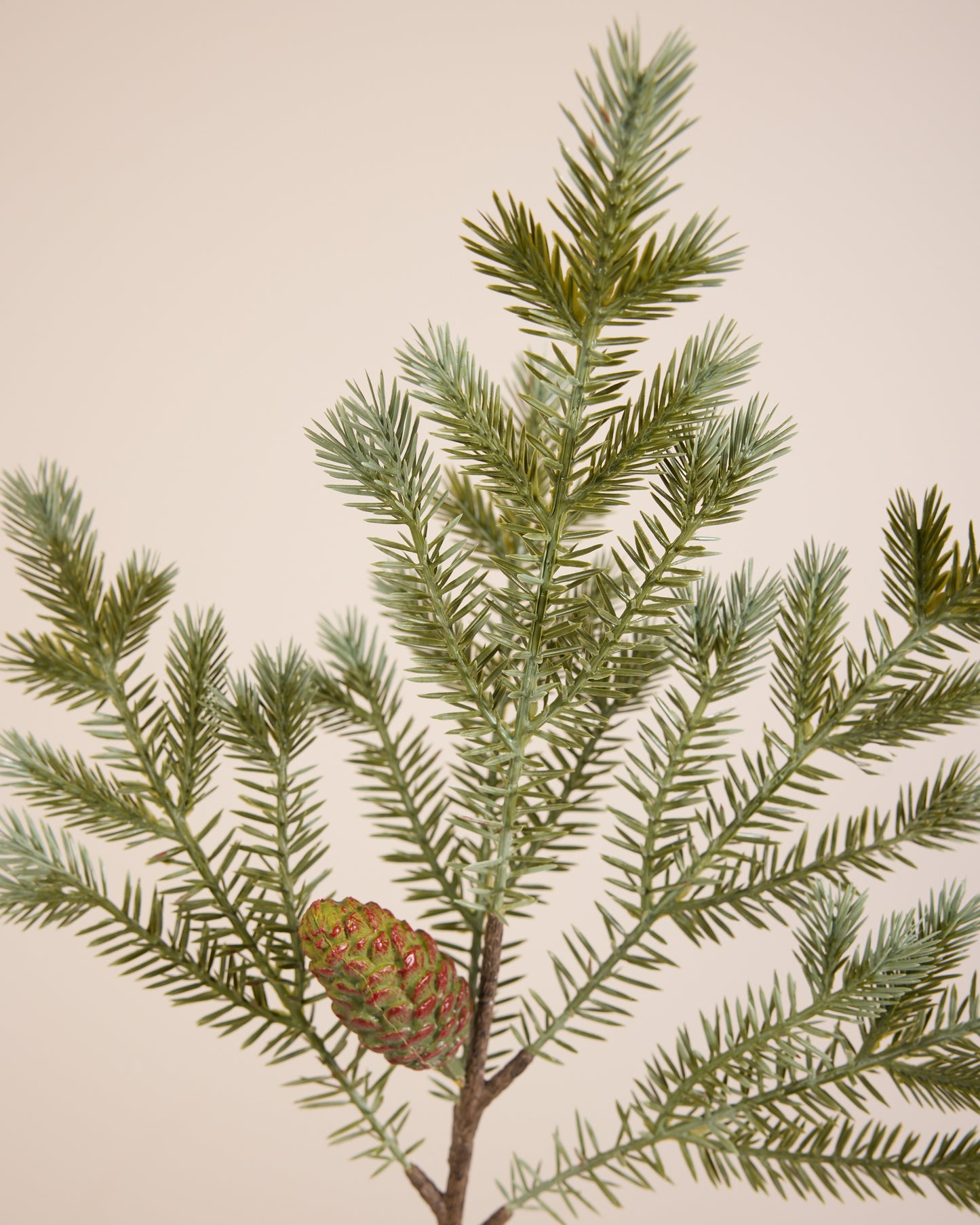 Pine Cone Spruce