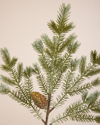 Pine Cone Spruce