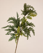 EVERGREEN FERN