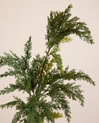 EVERGREEN FERN