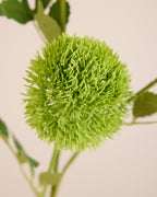 DIANTHUS IN GREEN