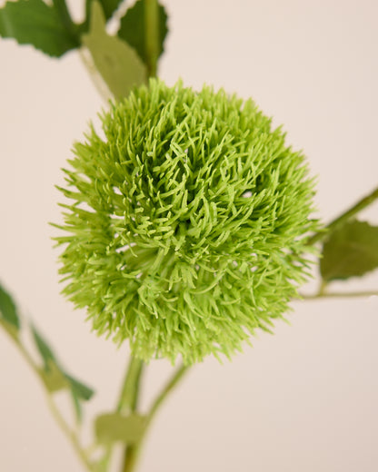 GREEN DIANTHUS